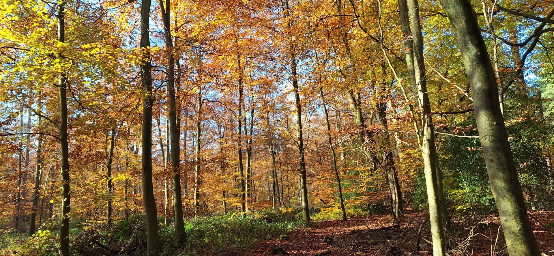 Woods in Autumn